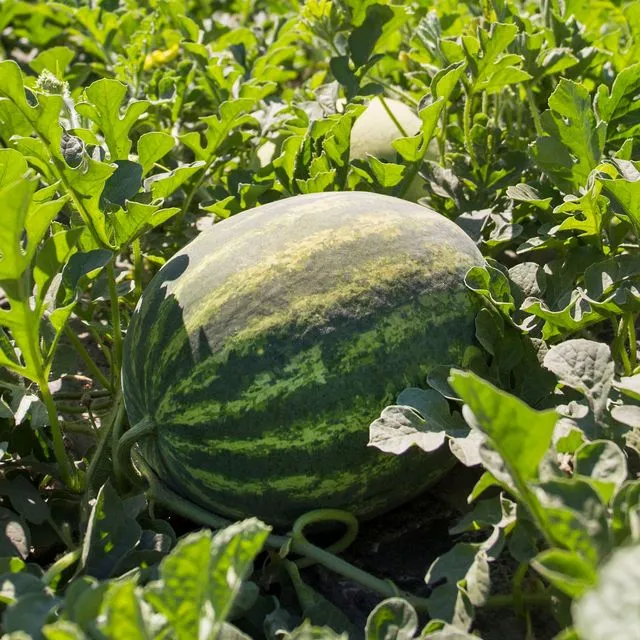thumbnail for publication: UF AgriGator Spray Program: Watermelon